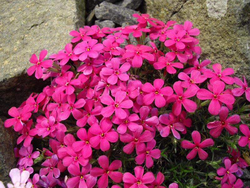 Phlox douglasii 'Crackerjack' photo